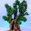 Albero ulivo