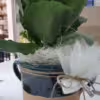 Capasa