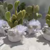 capasa con pianta