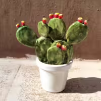 pianta fico d'india