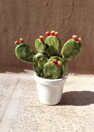 pianta fico d'india