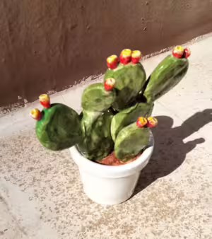pianta fico d'india