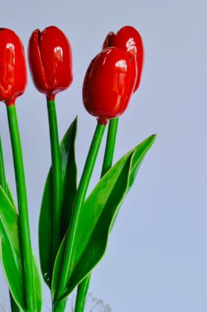 cf fiore tulipano 01