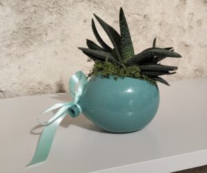 ml palloncino pianta6