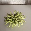 ml anemone4