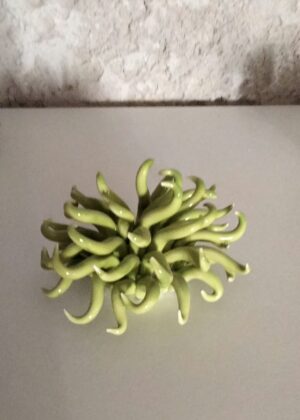 ml anemone4